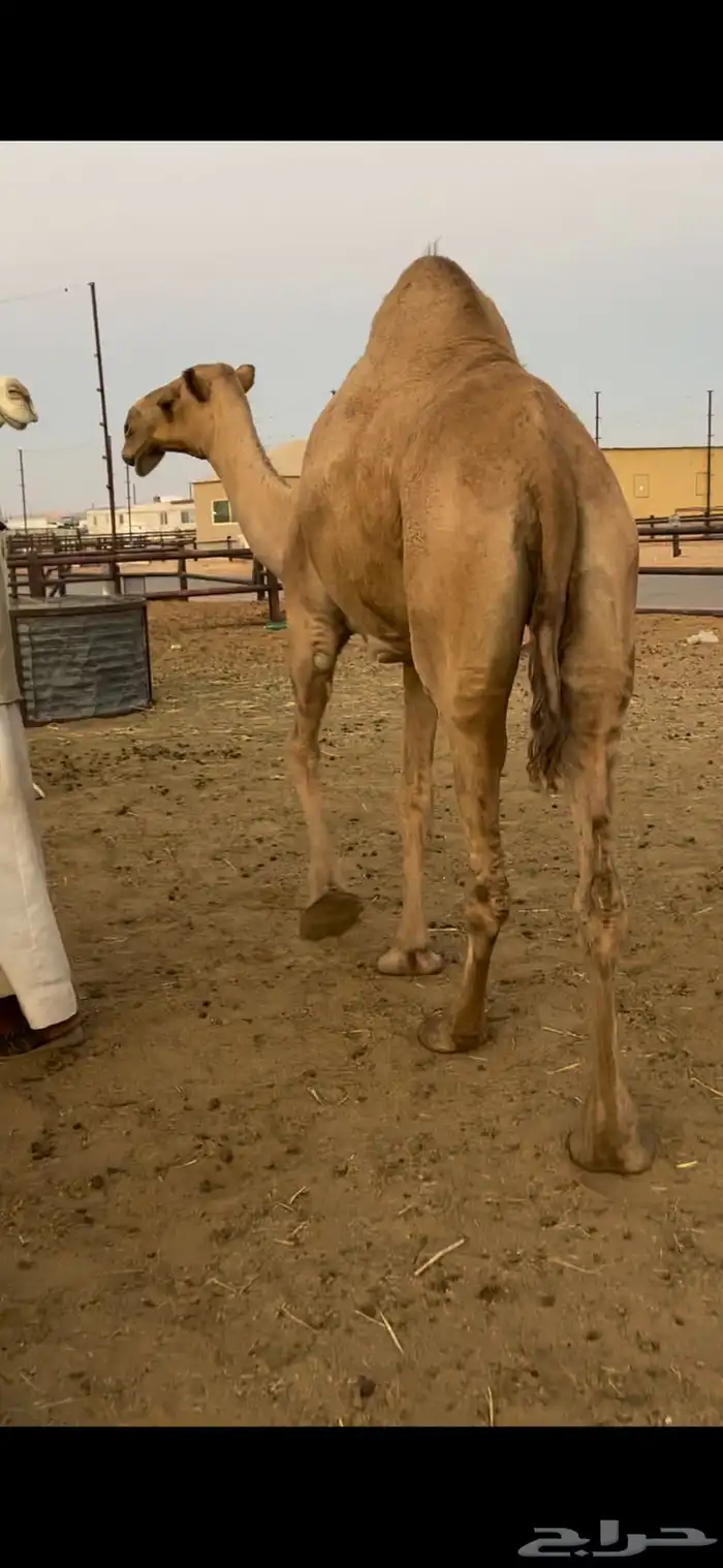 نياق قصب طيبة 0