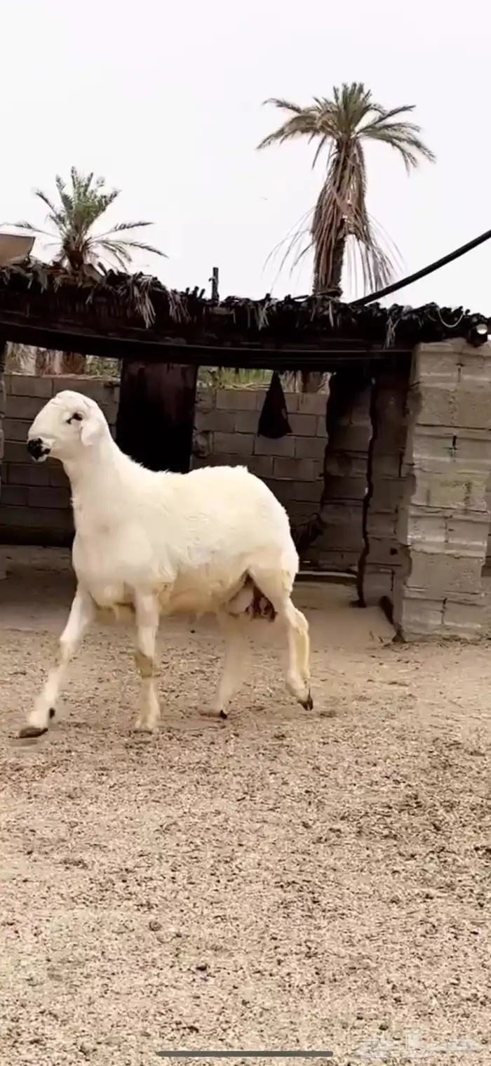 مشروع فحل 1