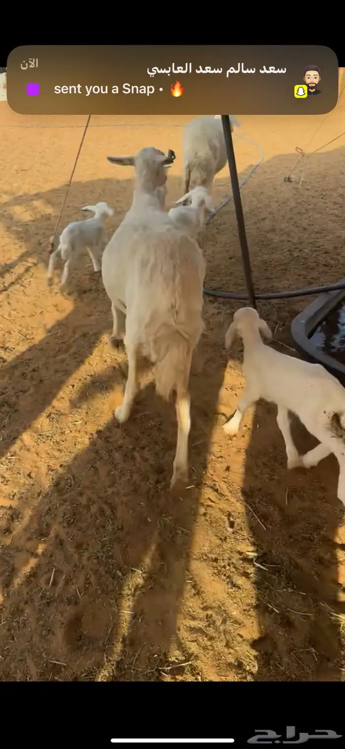 للبيع شاتين تحتها 4 2