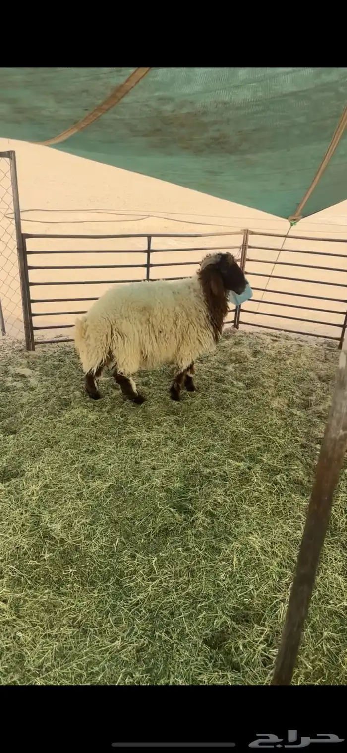 خروف للبيع 0