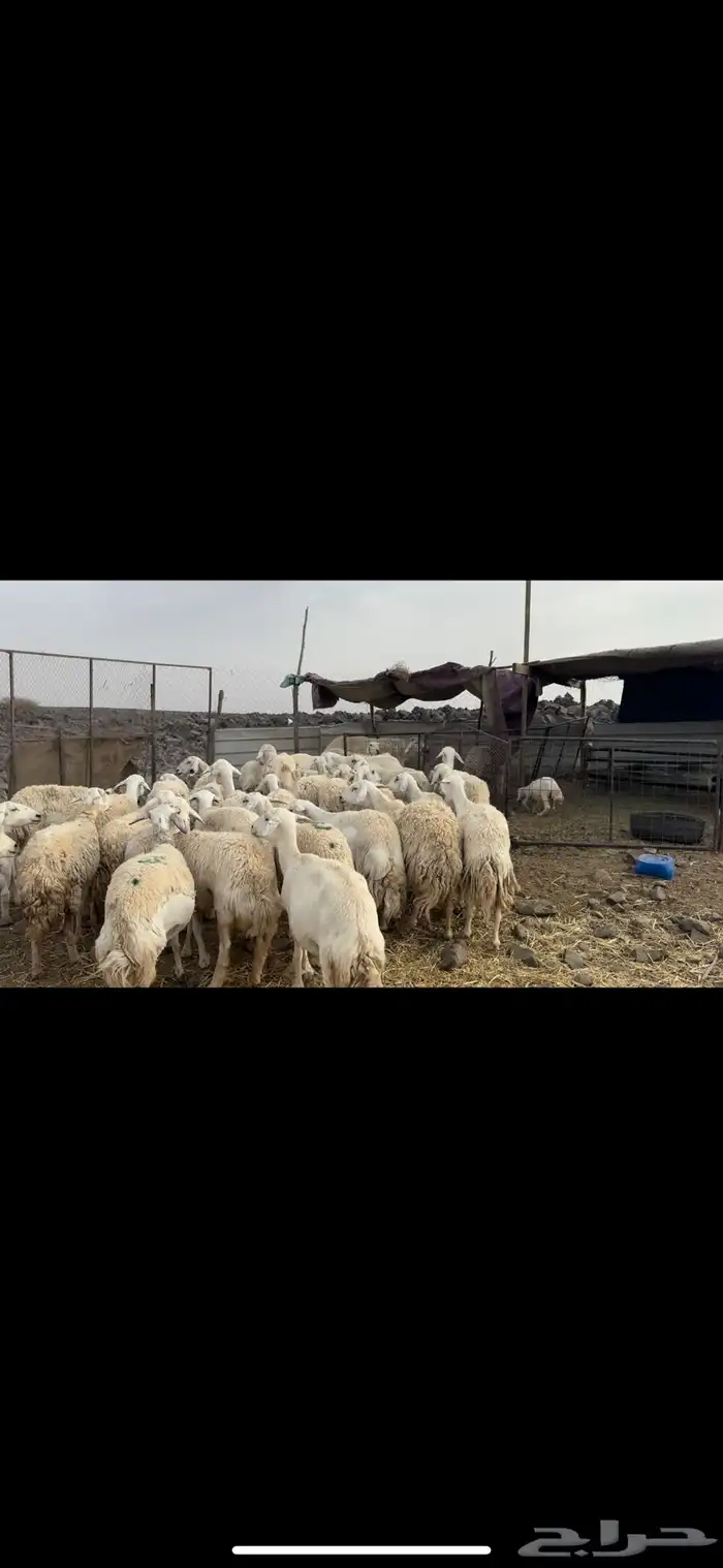 مراح حرش صنف الصنف 0