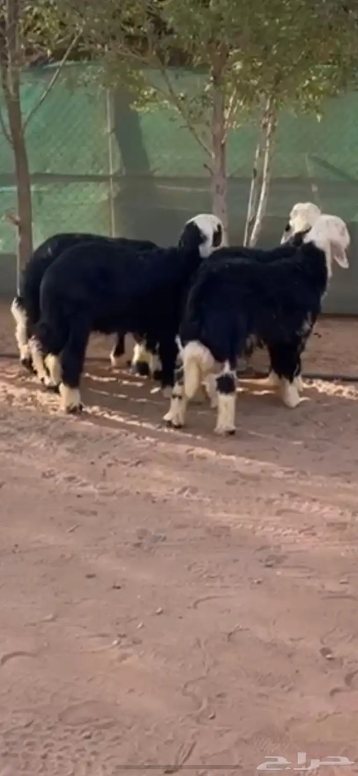 طليان ذبايح فاخره 0