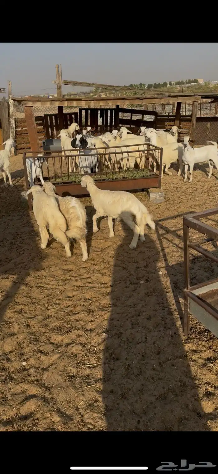 ذبائح للبيع 0