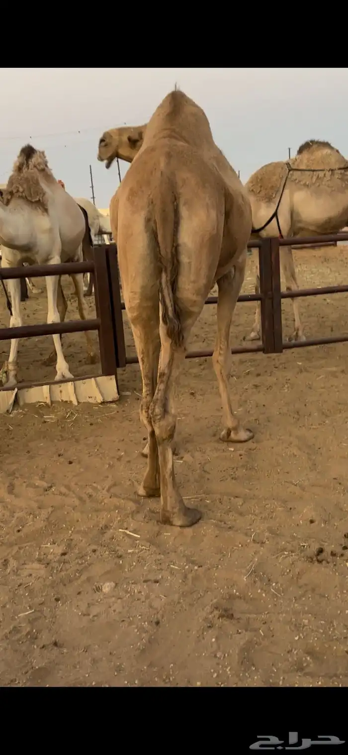نياق قصب طيبة 1