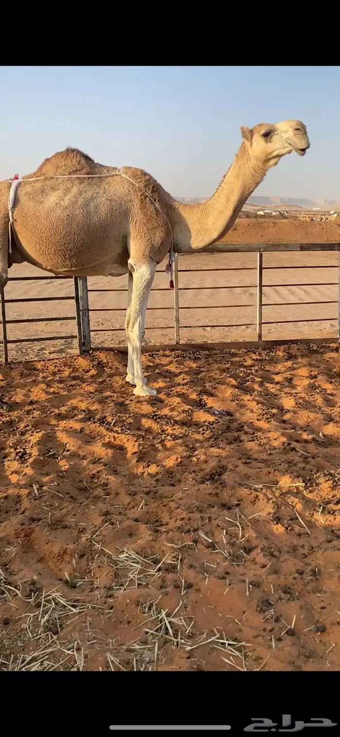 عشرا شقحا تحتها قعود 2
