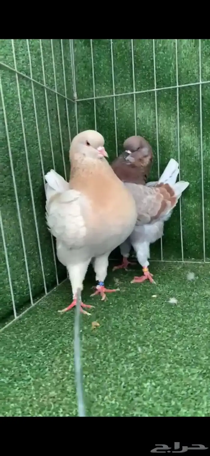 كنق مودينا 4