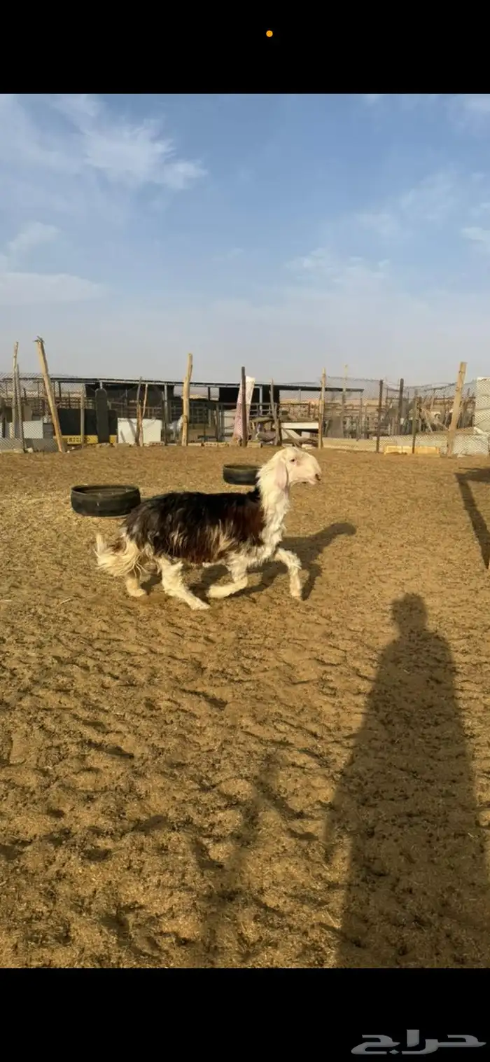مشروع فحل وشاه نجديه 3