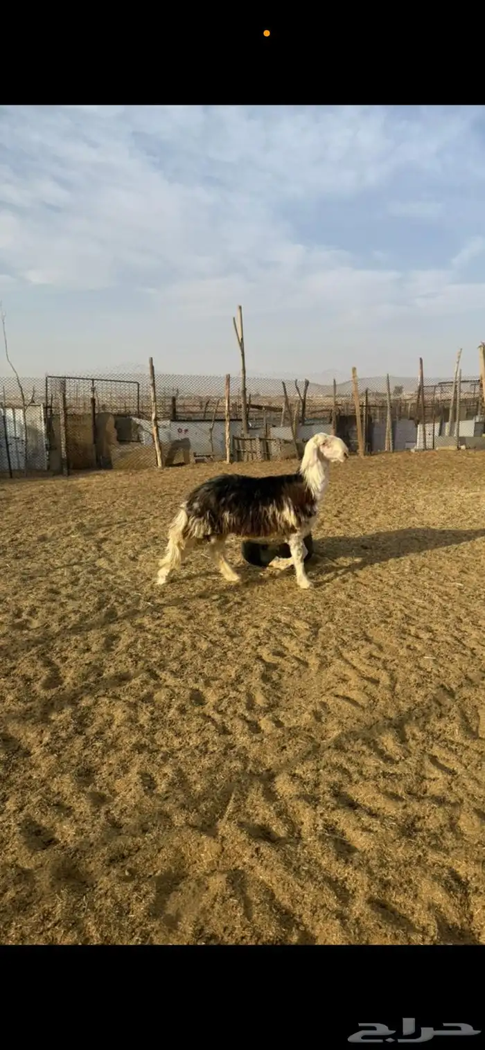 مشروع فحل وشاه نجديه 4