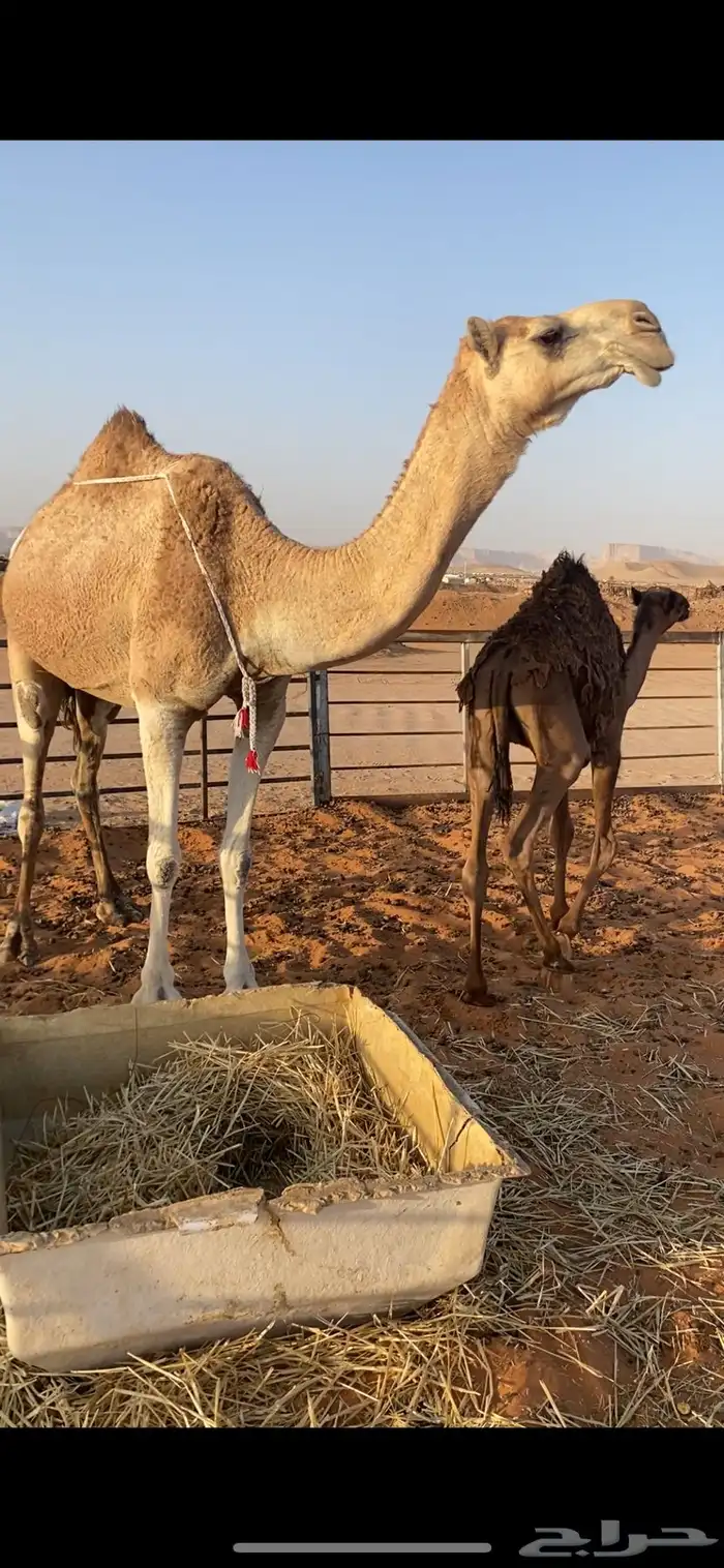 عشرا شقحا تحتها قعود 0