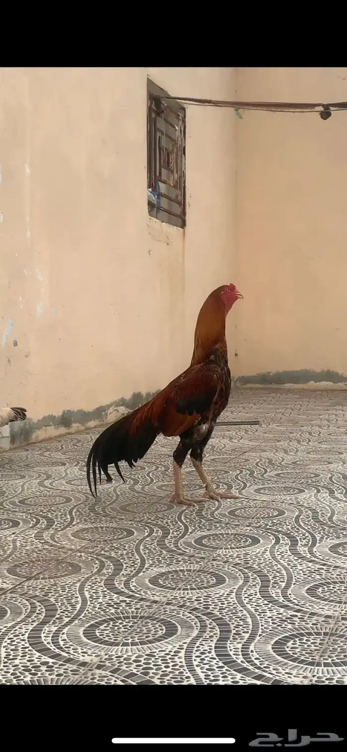 فرخ سندي 5