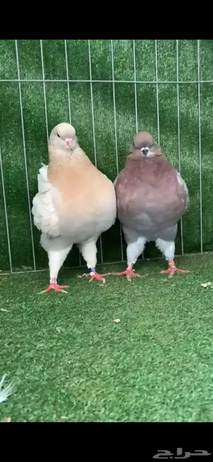 كنق مودينا 3