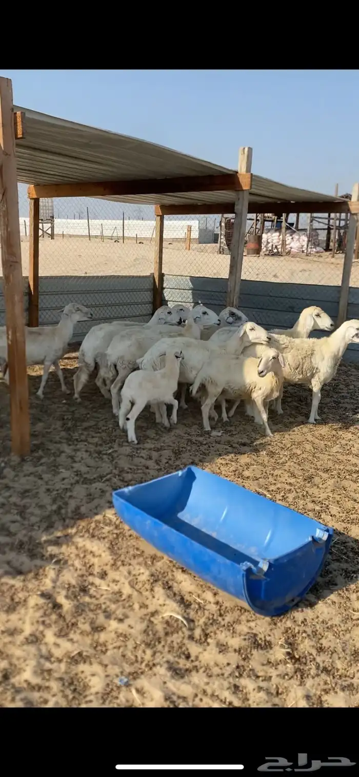 غنم مقاني دفيع ومواليد مشروطه الصحه 0