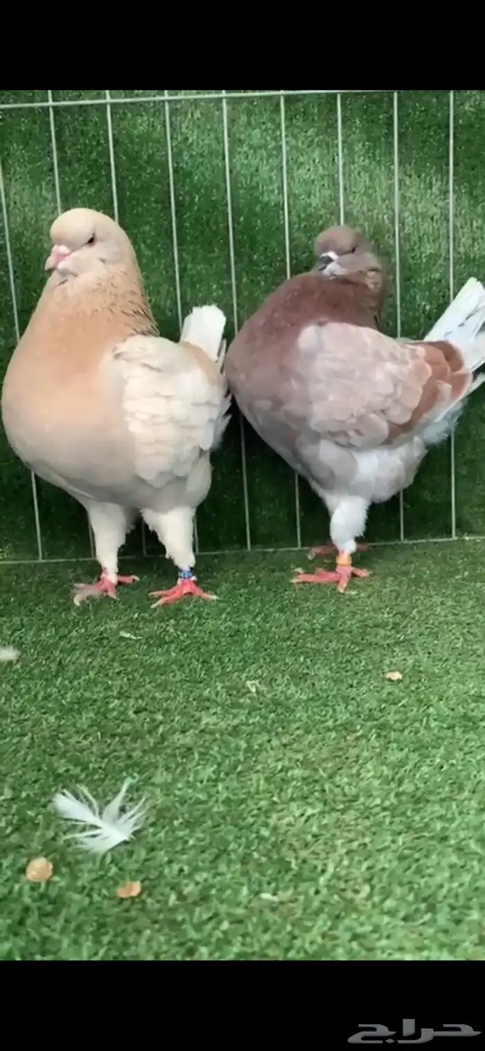 كنق مودينا 2
