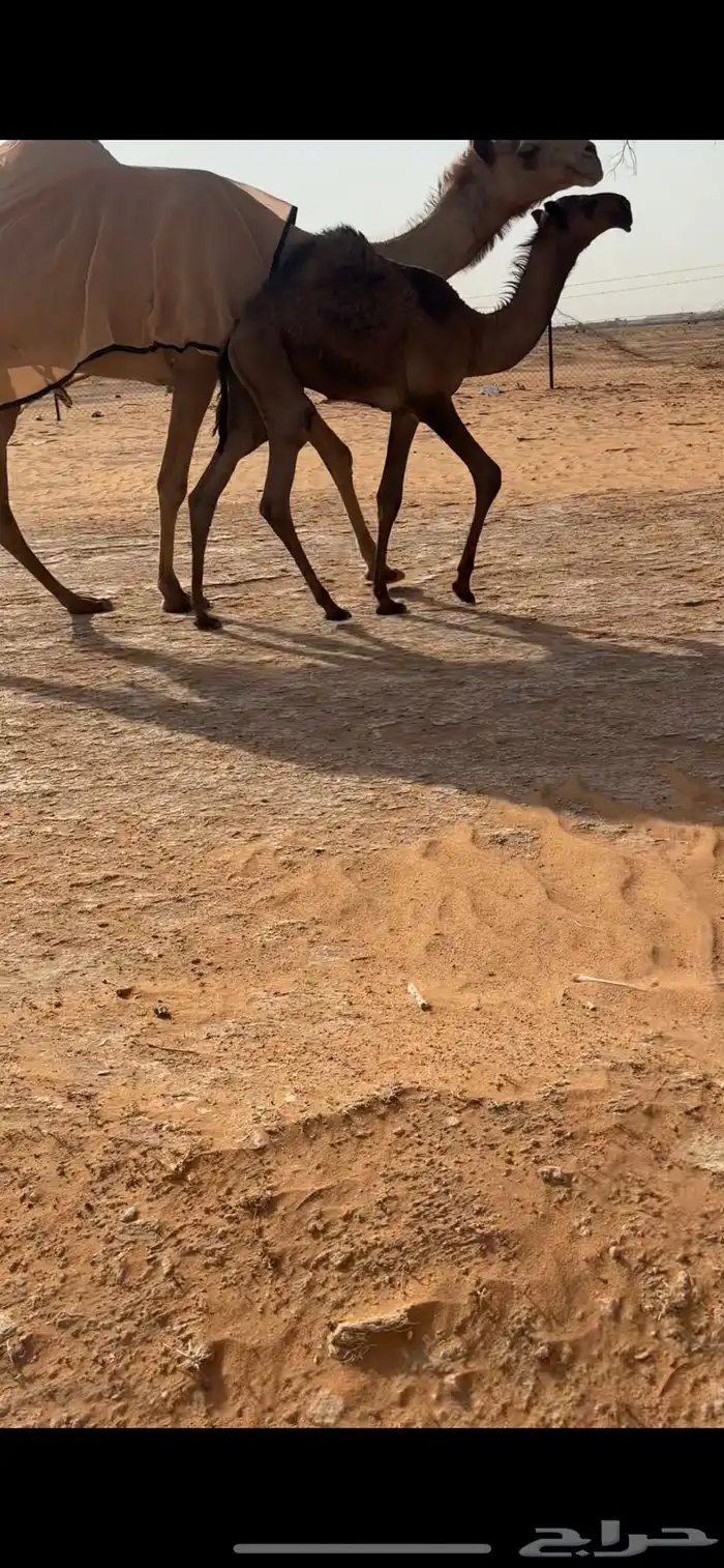 قعود دبياني كفو 2