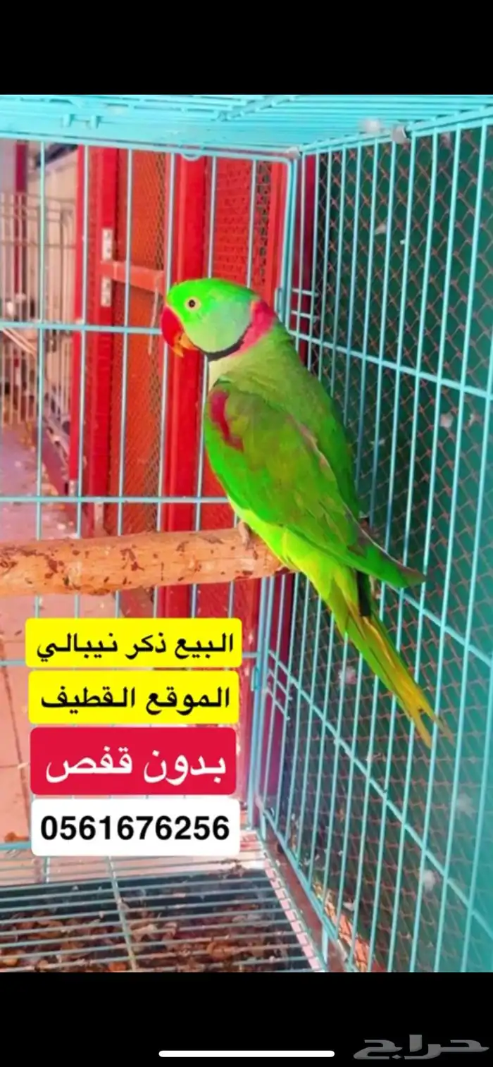 اناثي درات هولندي وذكر نيبالي 3