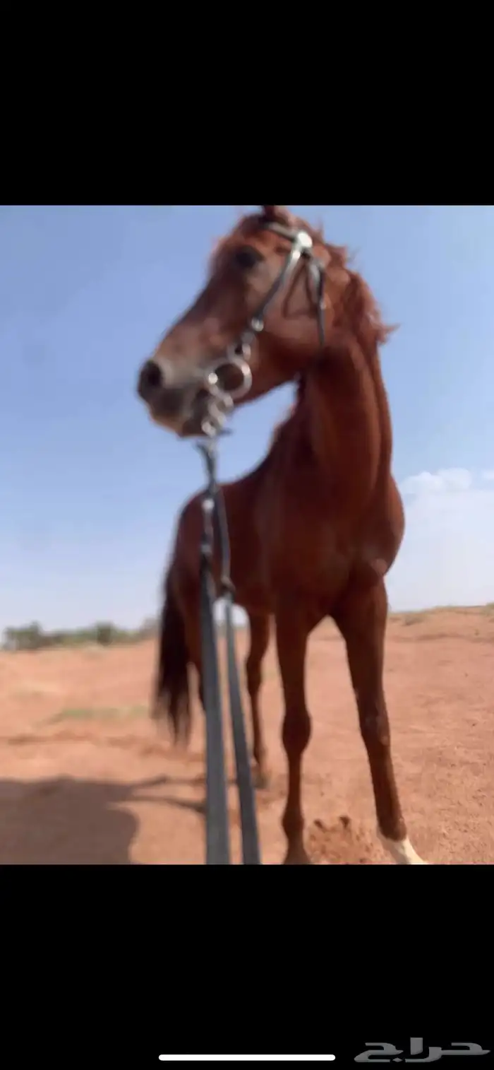خيل شعبي 6