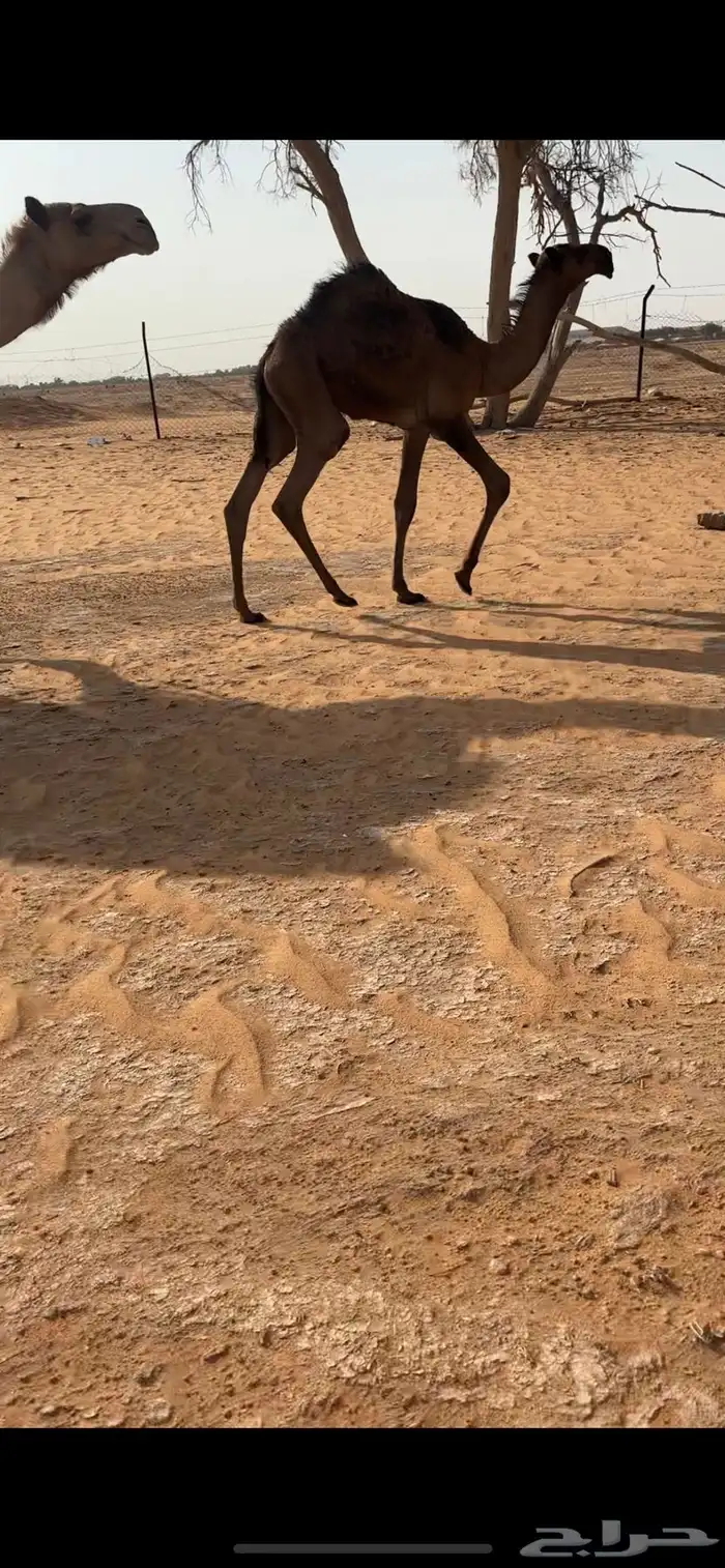 قعود دبياني كفو 3