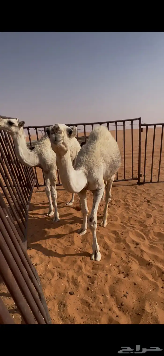 للبيع قعدان قصب 2