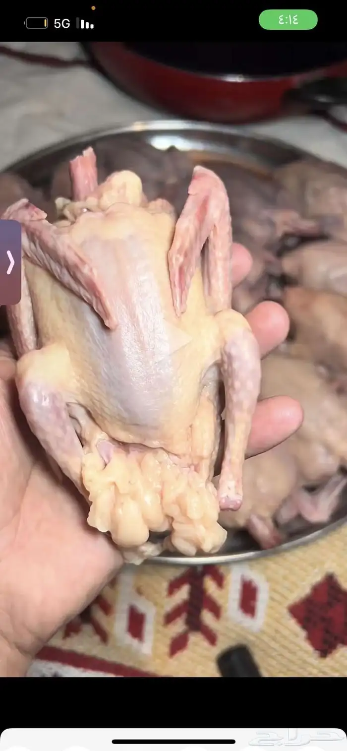 زعليل لبيع فرنسي زاجل كريمي 0
