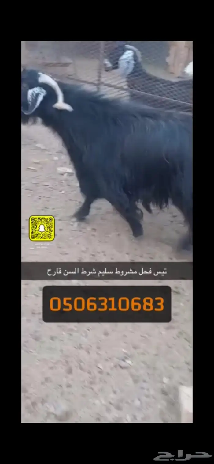 تيس فحل 0