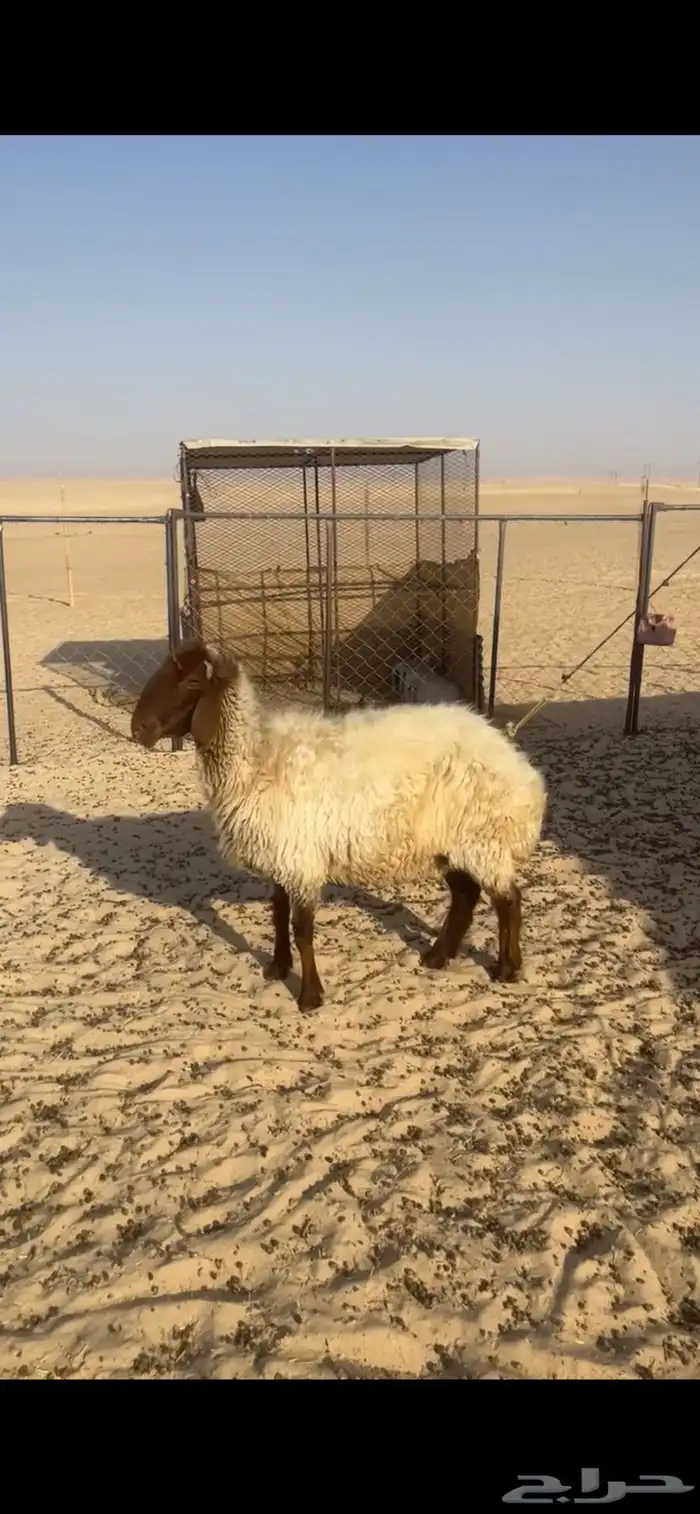 شاه نعيميه سلم مقرعه على فحل خصم 0