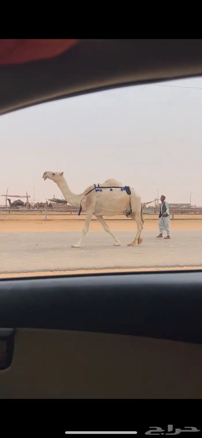 ابل وضح وشقح ضرايب طيبه جمله وتفريد 2