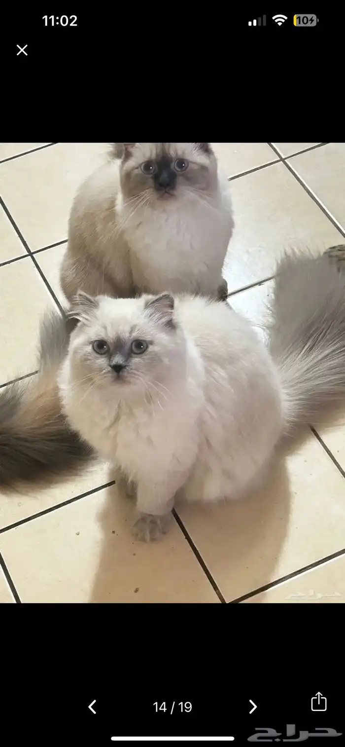 cats for adoption 3