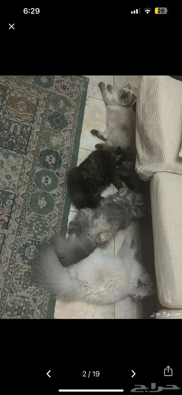 cats for adoption 10