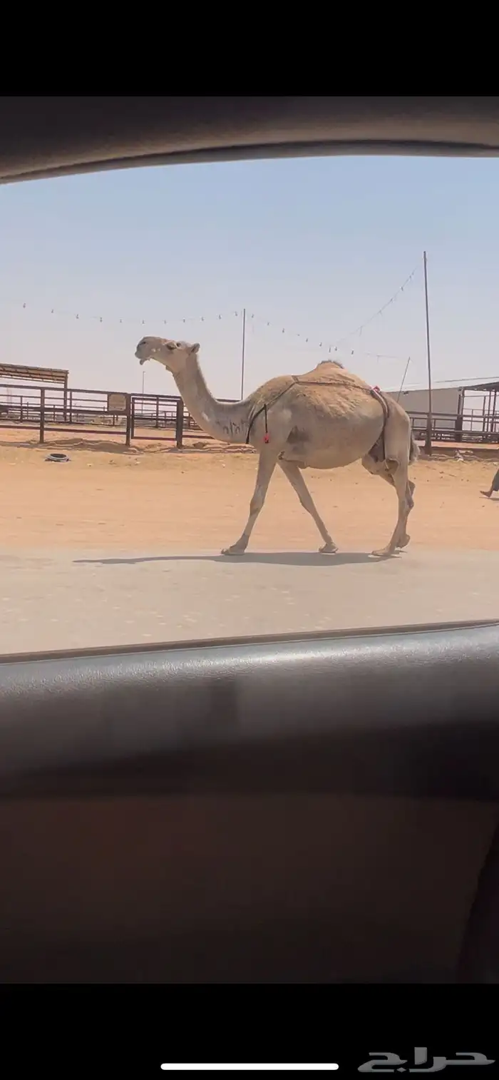 ابل وضح وشقح ضرايب طيبه جمله وتفريد 5