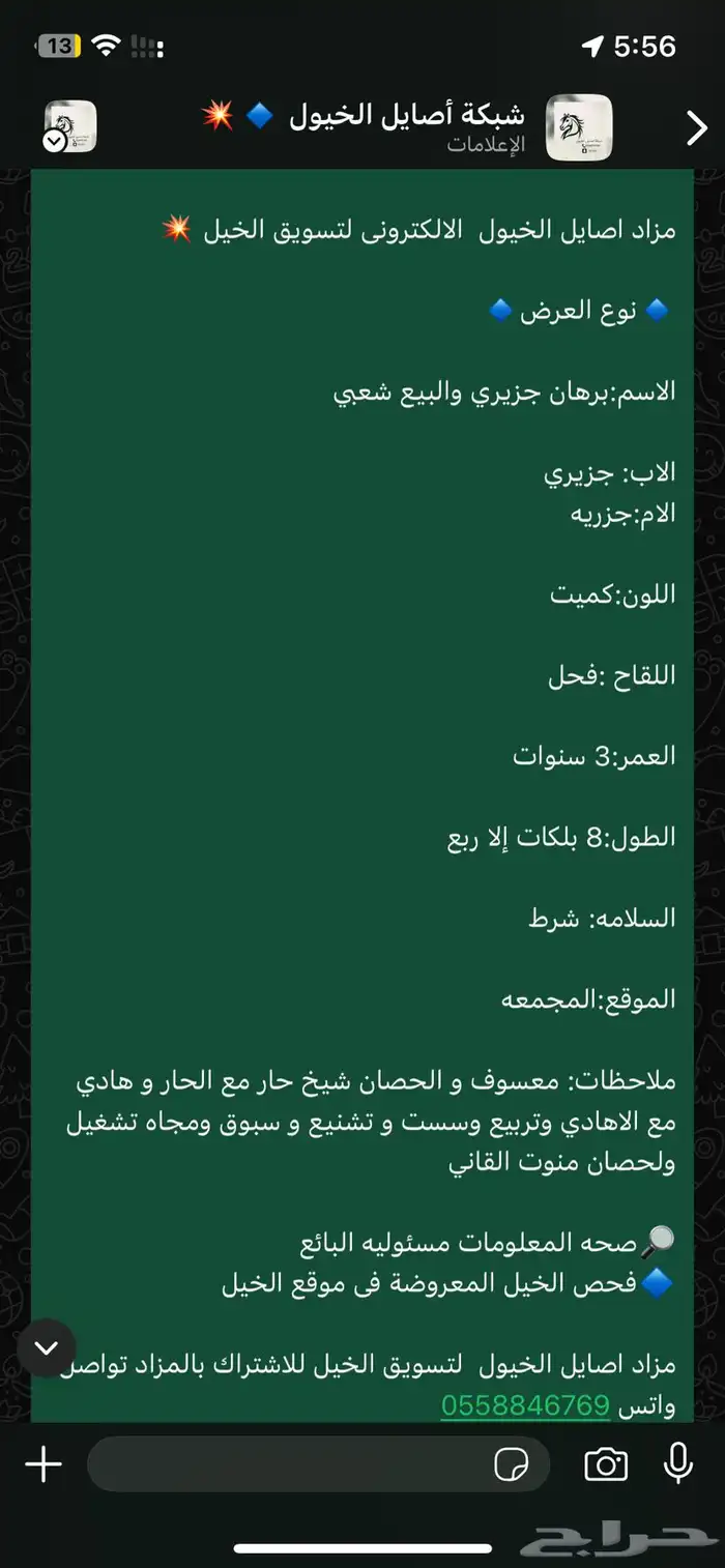 حصان جزيري والبيع شعبي لاهل الركوب 3