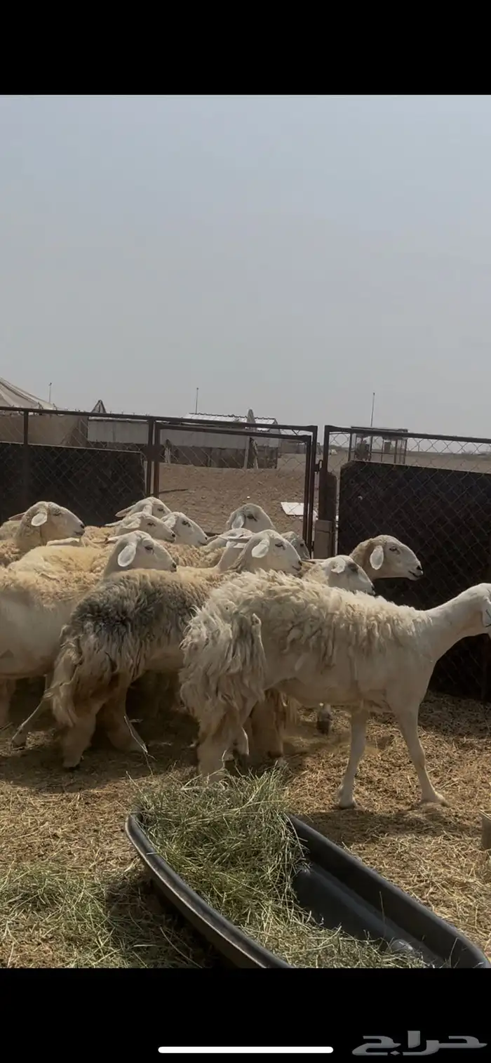 ضان حرش 1