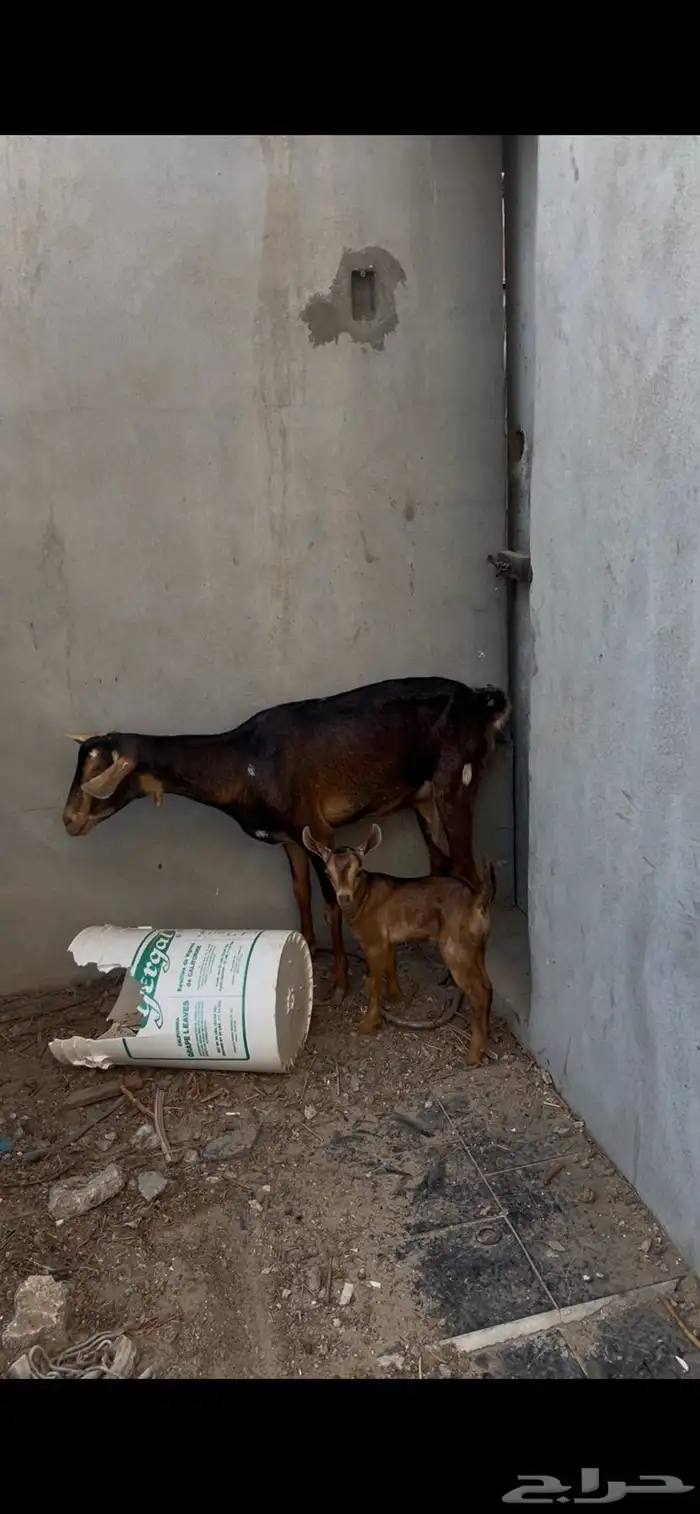للبيع عنزه تحته جفره 1