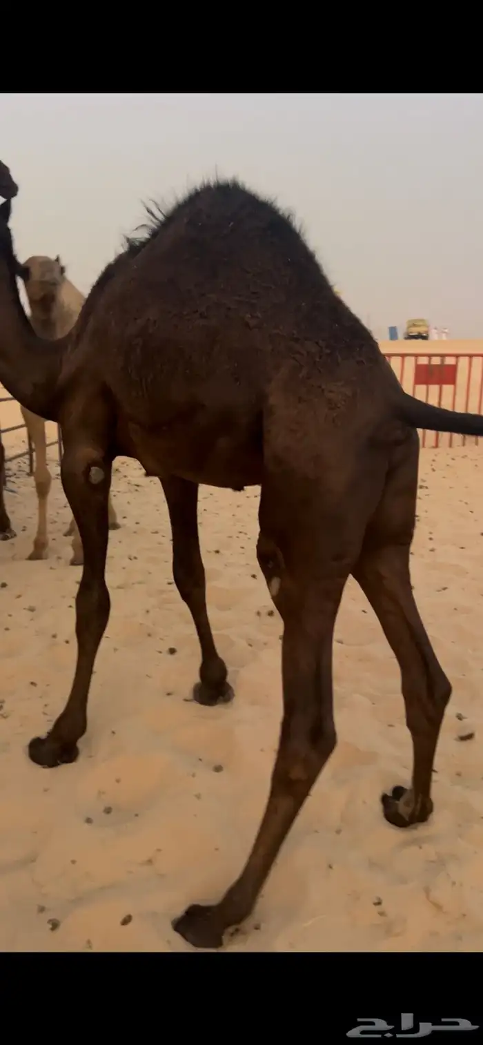 حيران بريه تحت اماتها 2