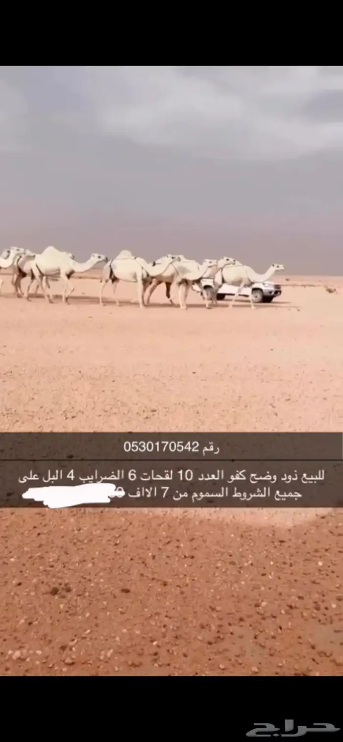 نياق الكفو 0