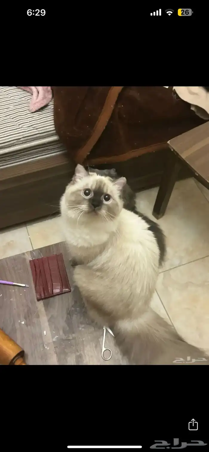 cats for adoption 13