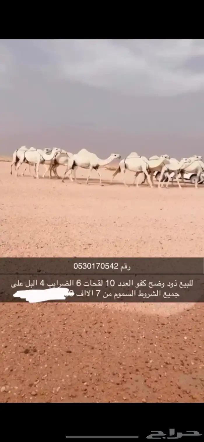 نياق الكفو 1