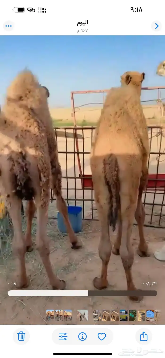 للبيع حشو قعدان 3