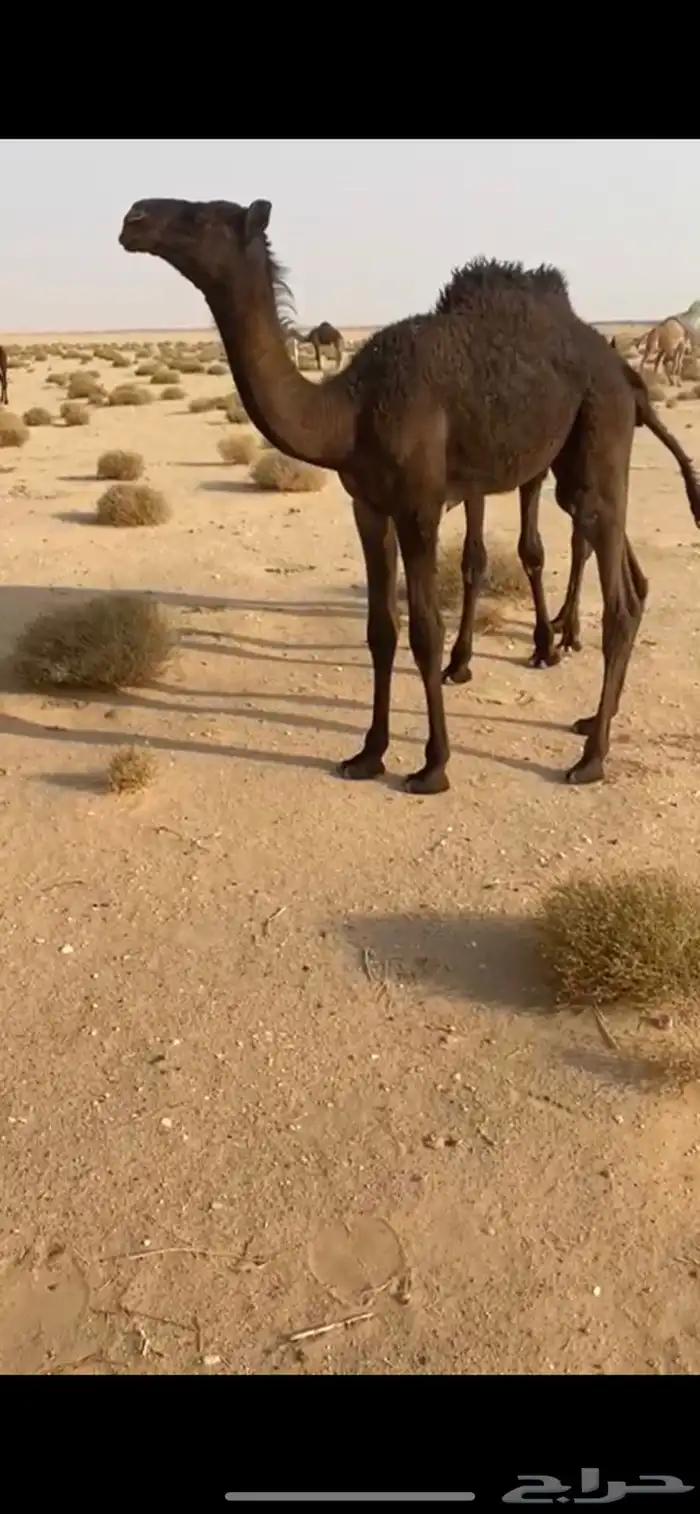 فحل مجهم طيب للبيع 2