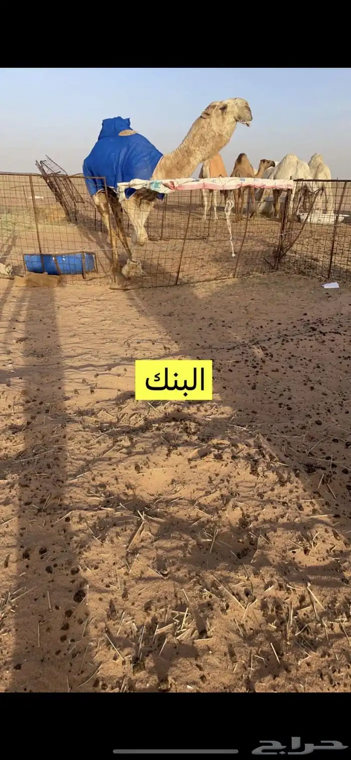 قعود كفوو فحل 4