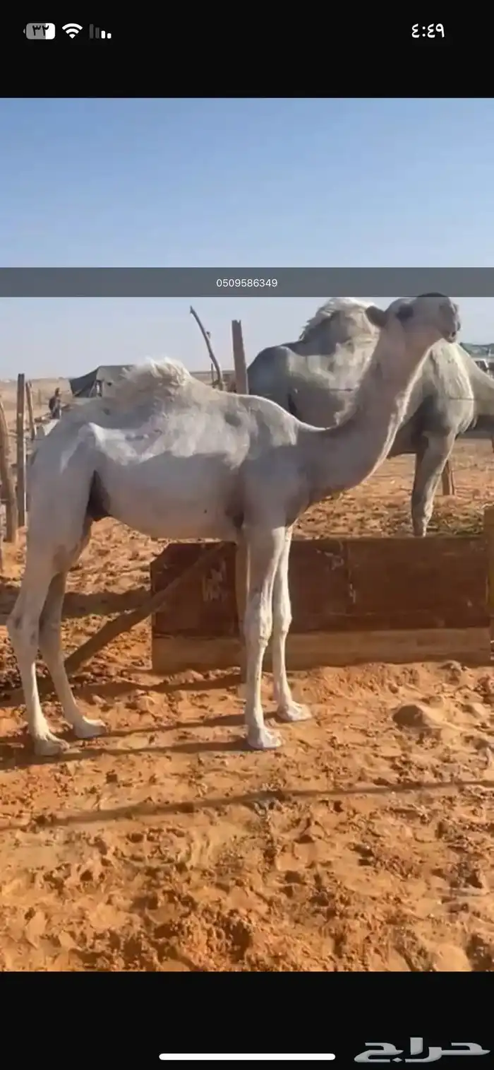 للبيع قعود باتلي مستقبل فحل 0