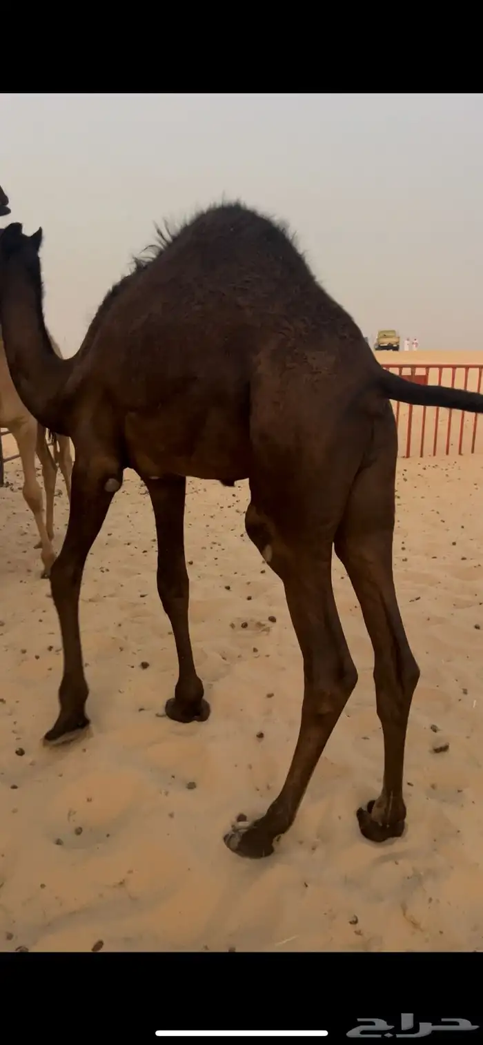 حيران بريه تحت اماتها 1