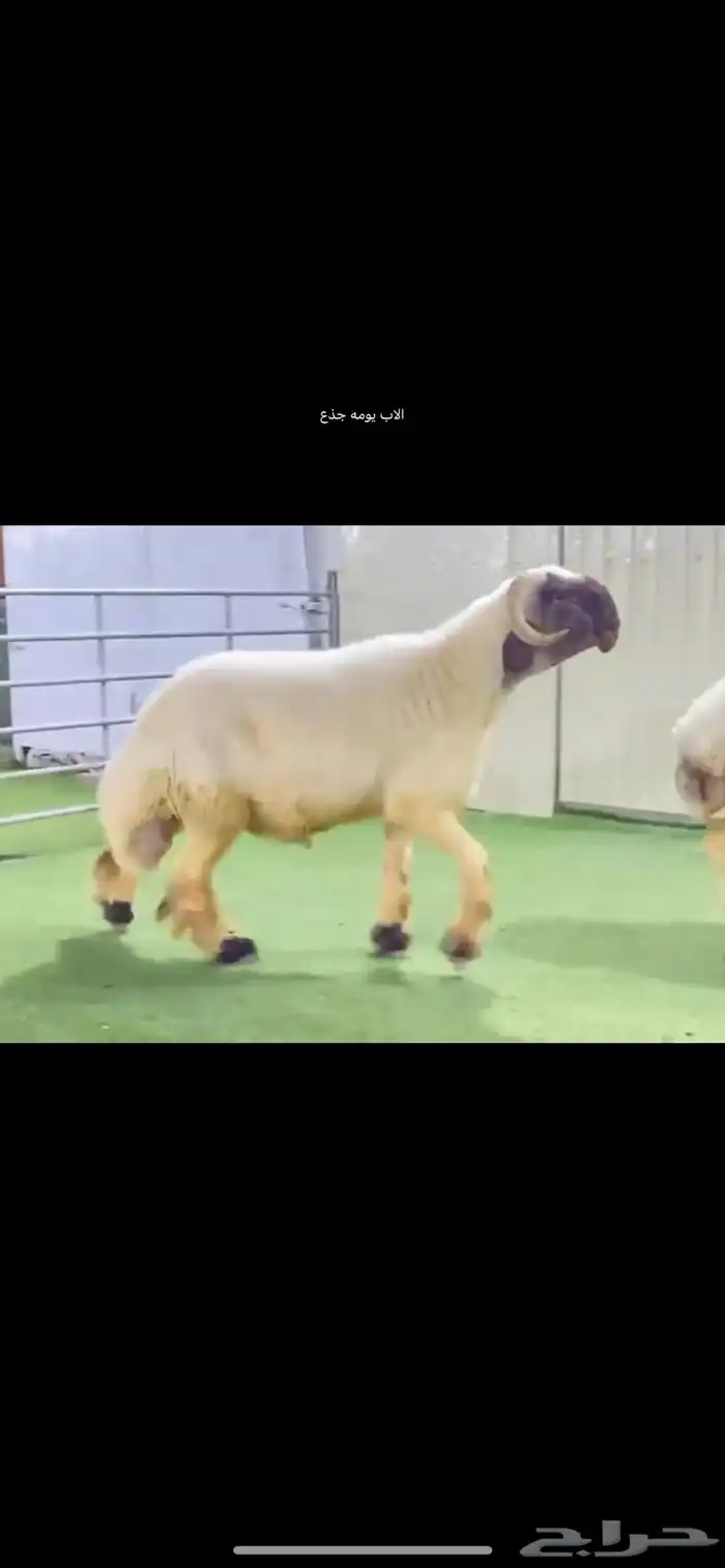 جذع نعيم صنف فاخر 2