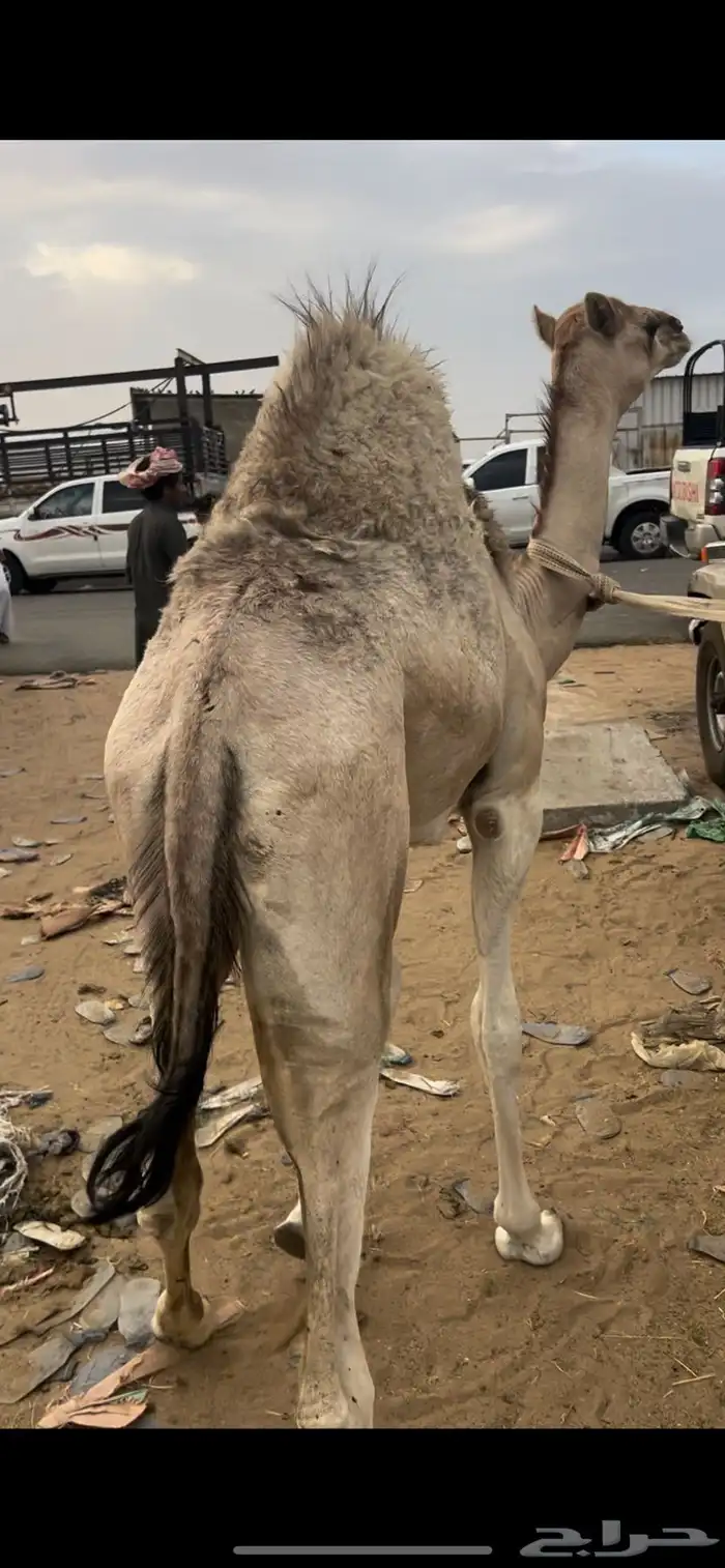 قعدان لباني ع الحليب 4
