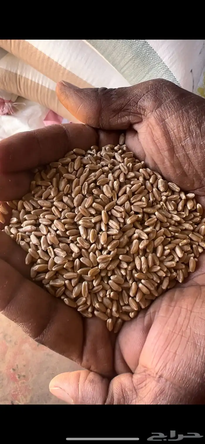 بر عضوي نظيف 1