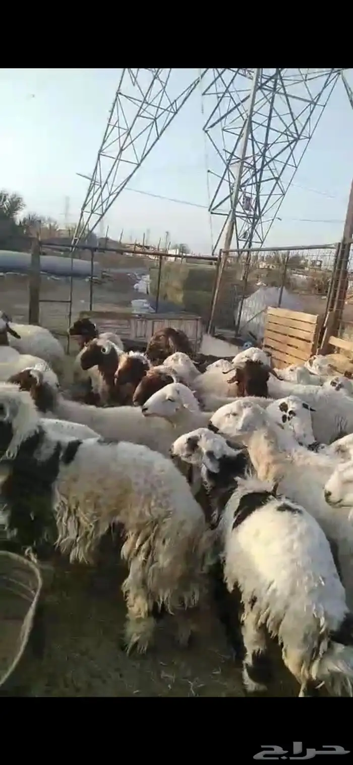 ذبائح تمايم مغلقة شحم بالقرب من دوار الملك سلمان 3