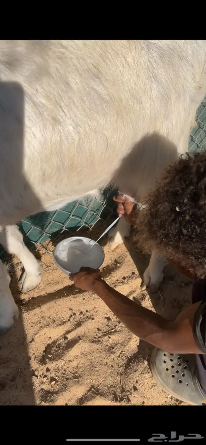 معزا متاويم حليب وافر 5