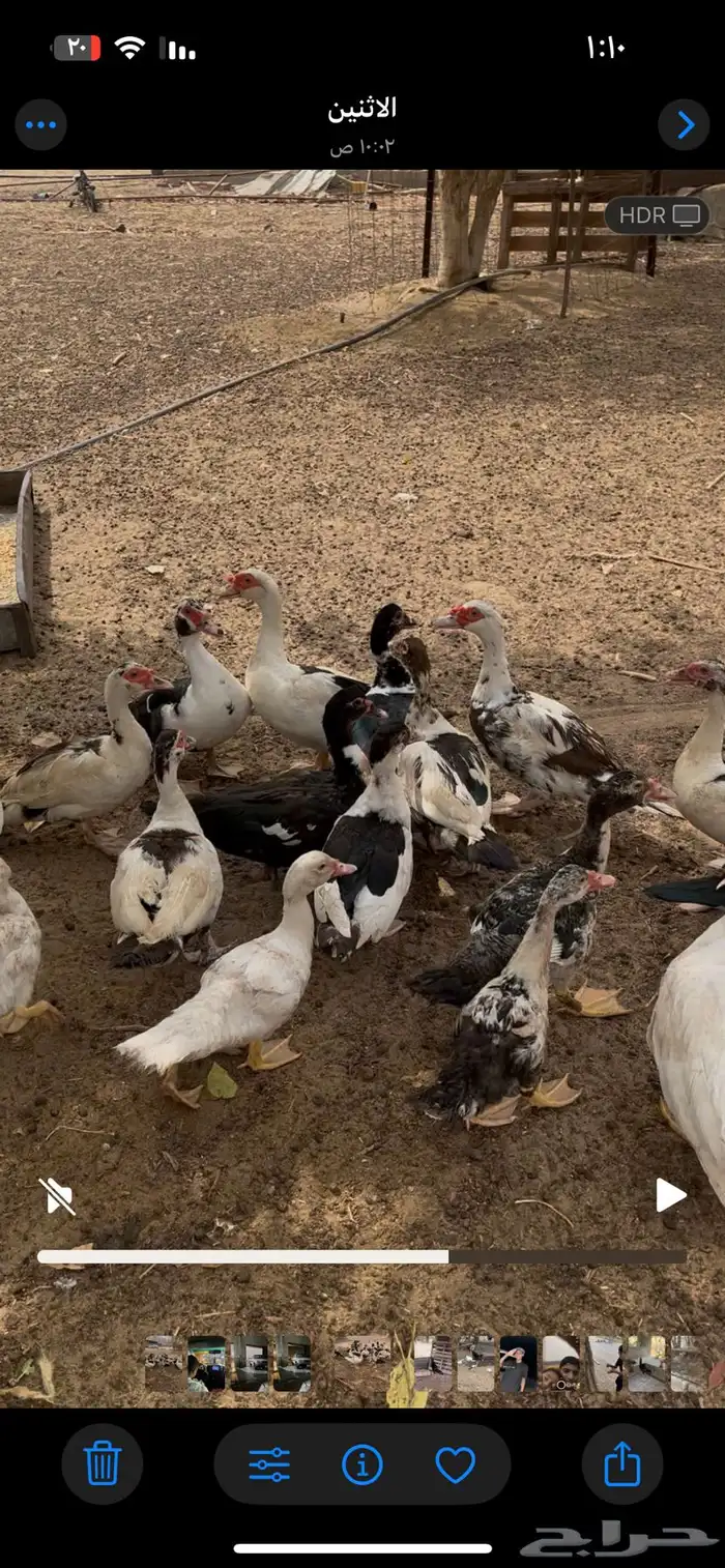بط بلدي الموقع ثلوث بني عيسى 1