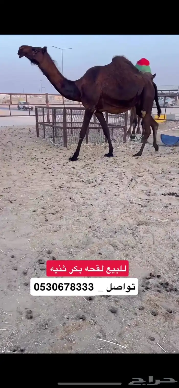 لقحه 0