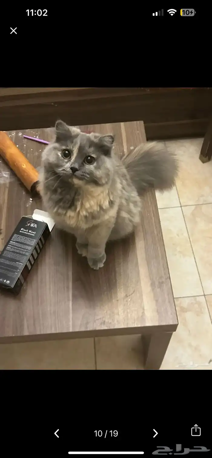 cats for adoption 4