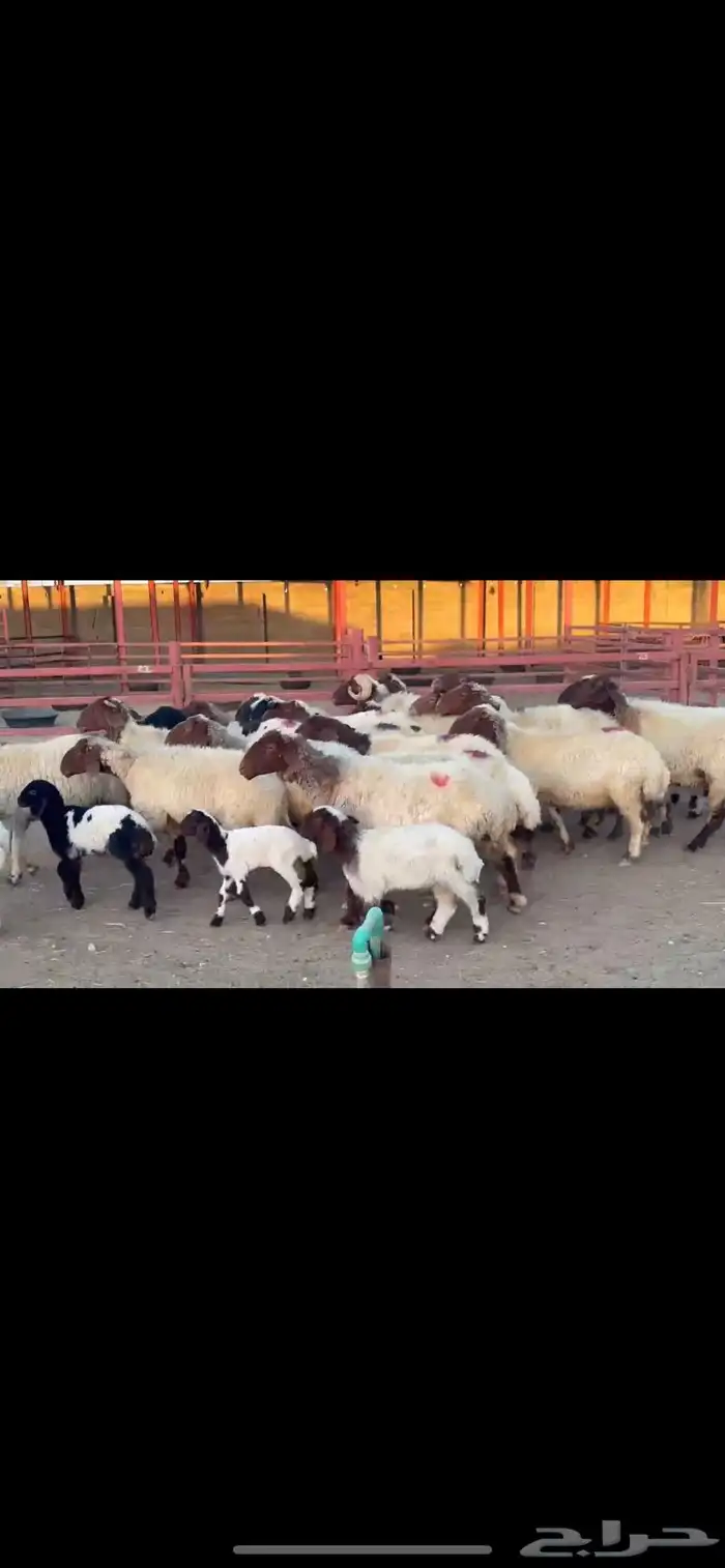 غنم نعيم دفيع 2